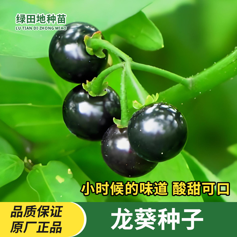 龙葵种子阳台盆栽地栽