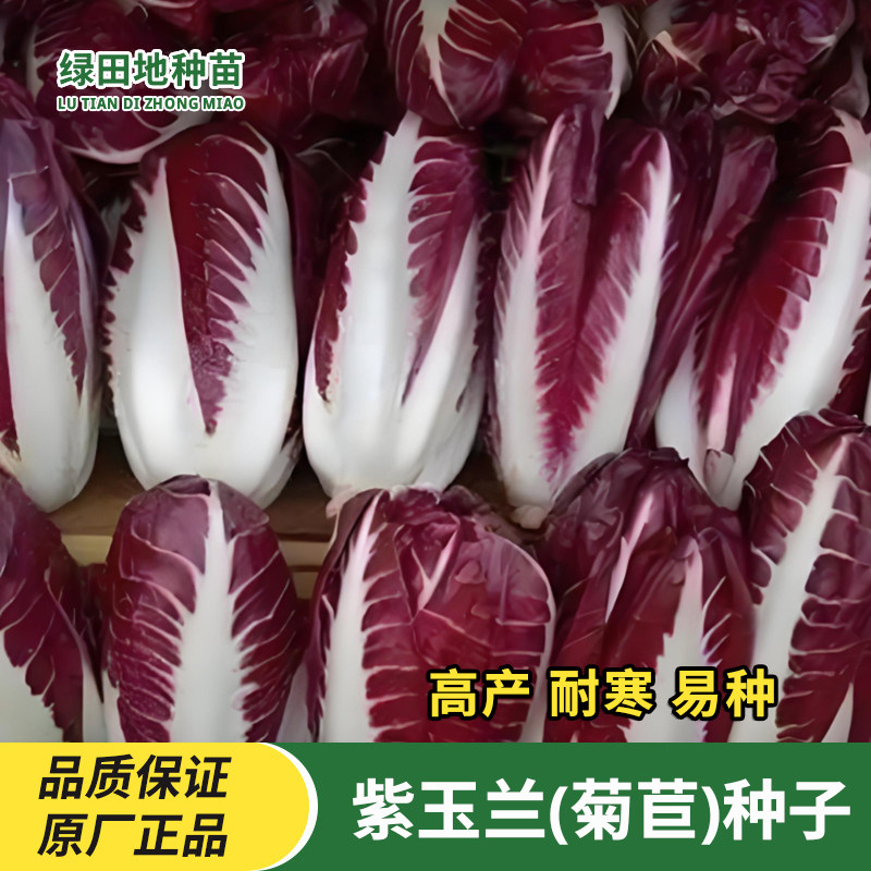 紫玉兰菜种子金玉兰菜种子