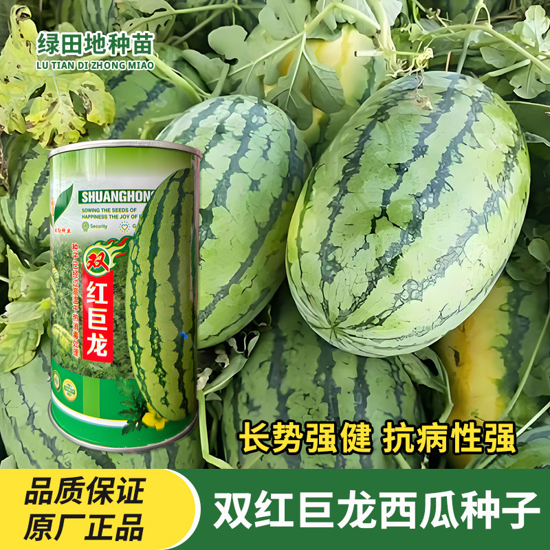 永红双红巨龙西瓜种子