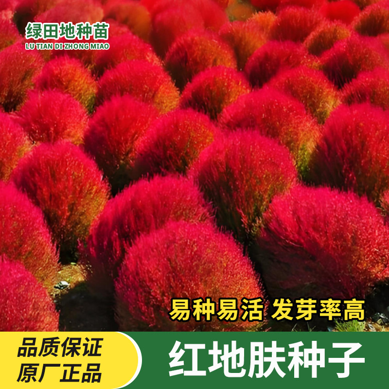 红地肤种子扫帚草花籽