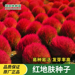 红地肤种子绿地肤扫帚草花籽阳台盆栽植庭院植物观叶花卉花种子籽