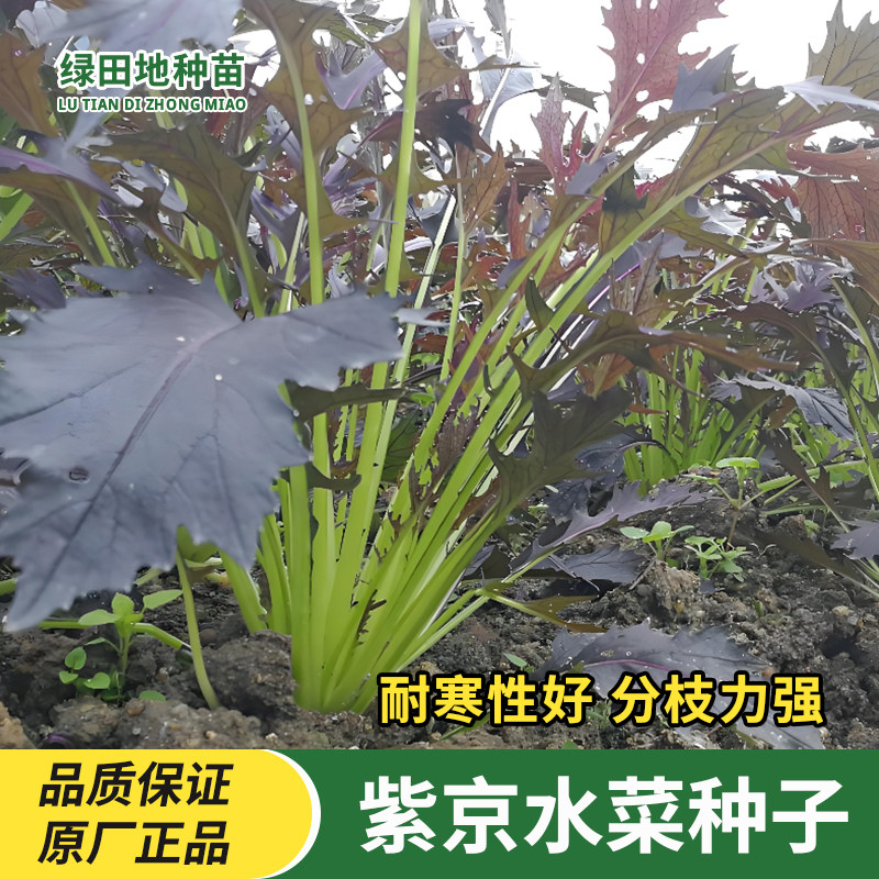 紫京水菜种子紫水晶菜特色青菜野菜四季春季秋季庭院田园蔬菜种子