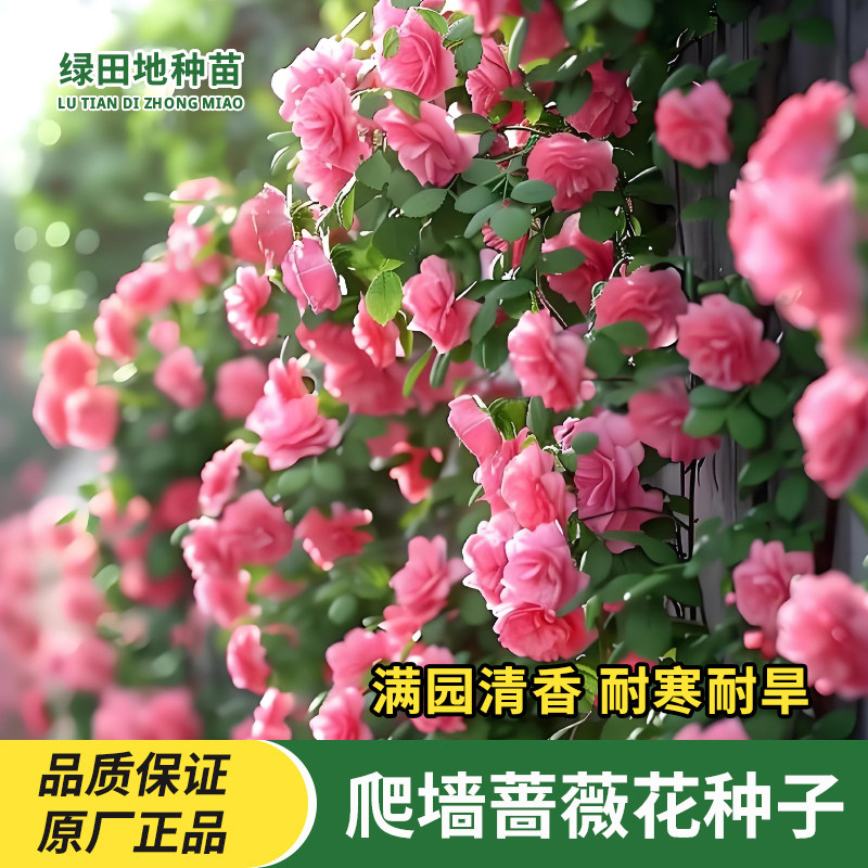 爬墙蔷薇花种子爬藤植物花籽