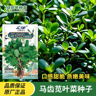 食用马齿苋种子菜叶种籽马芷苋盆栽马苋菜蔬菜种子孑野菜秋季青菜