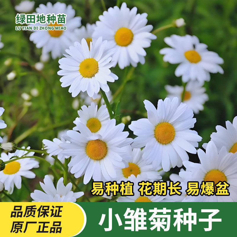 雏菊种子盆栽地栽花卉种子