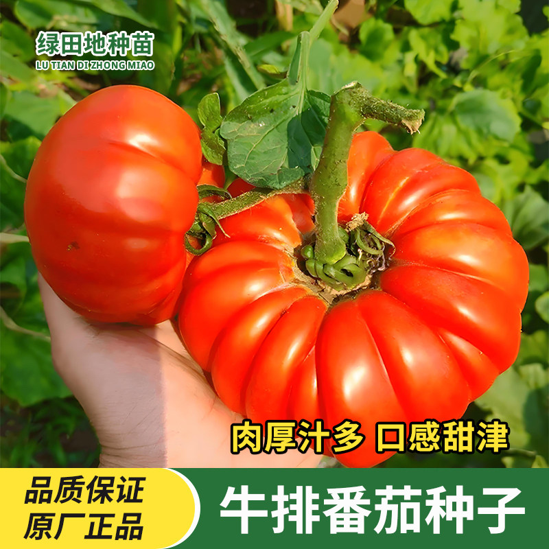 牛排番茄种子手风琴巨型马蹄番茄