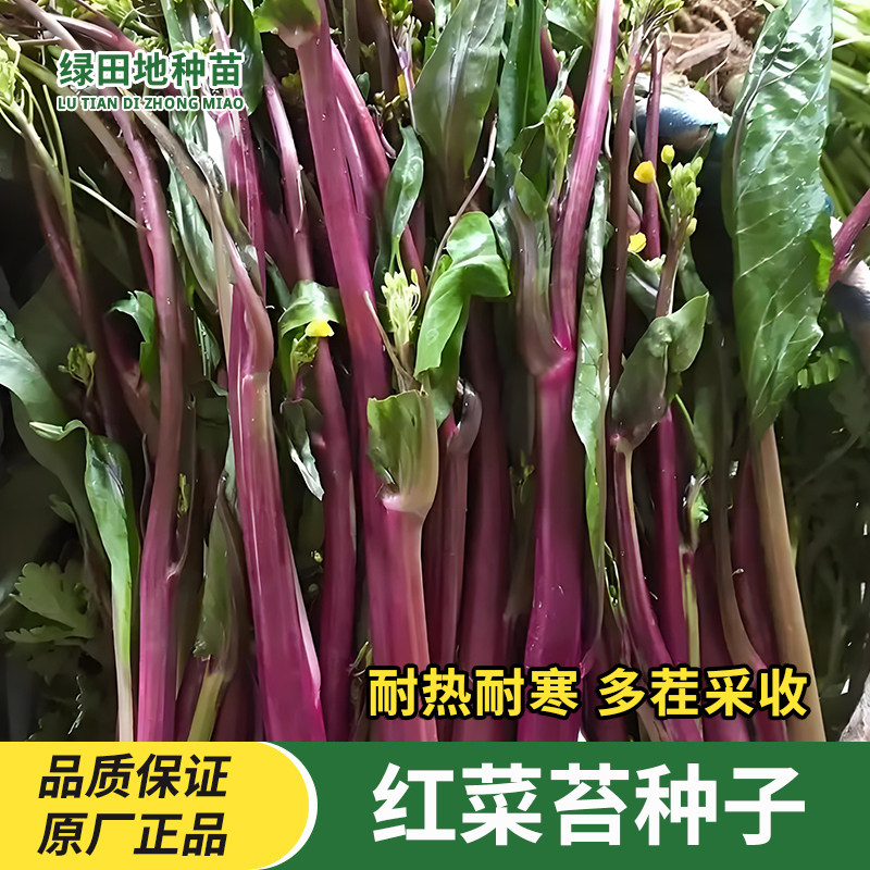 红菜苔种子蔬菜种子阳台盆栽