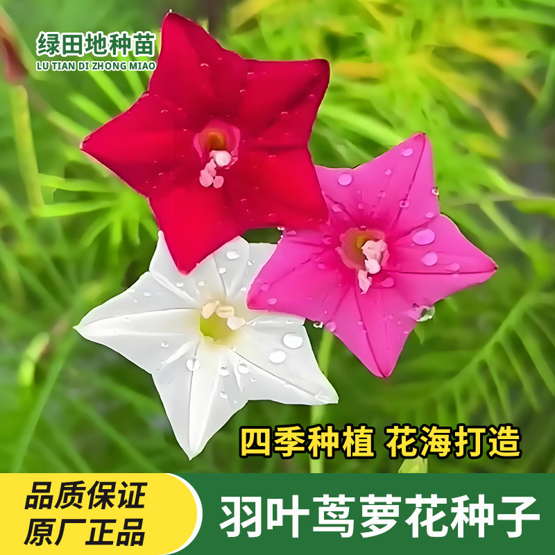 羽叶茑萝花种子庭院爬藤植物五角星花爬墙花海花盆栽阳台四季种植