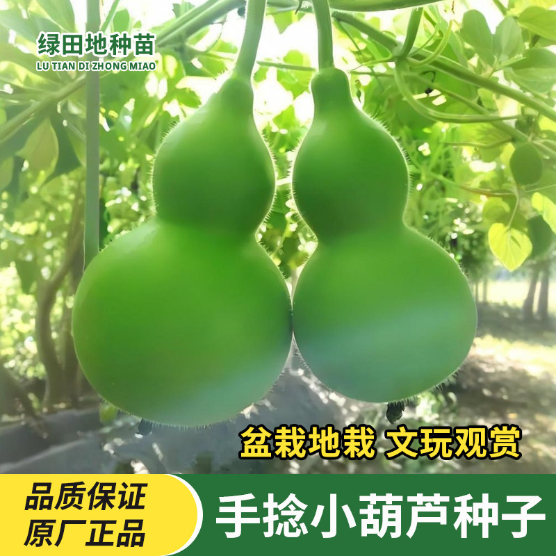 盆栽手捻葫芦种子文玩小葫芦