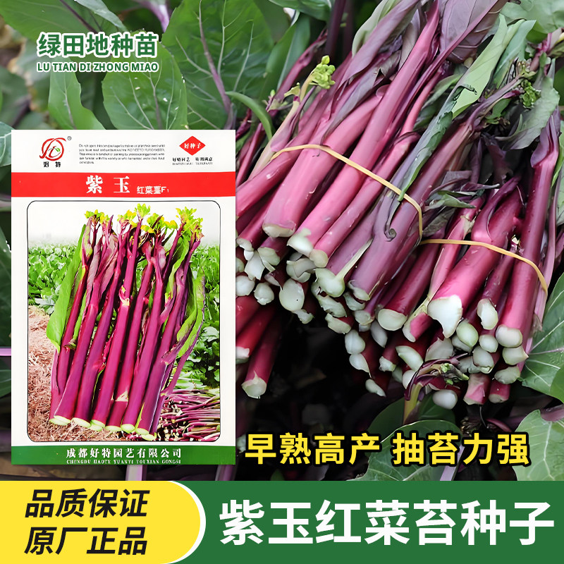 好特紫玉红菜苔种子蔬菜种子