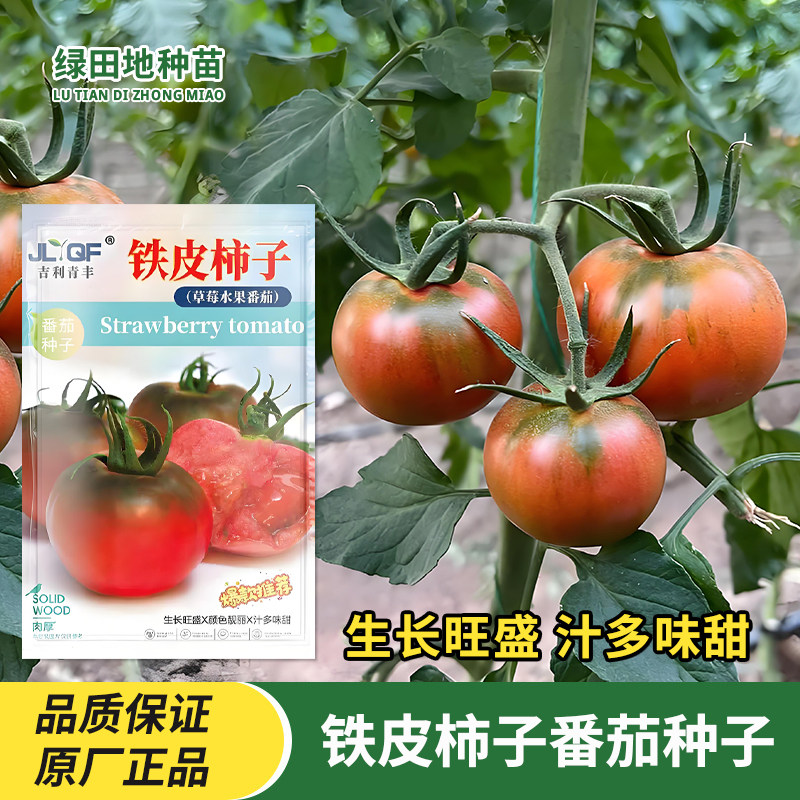 铁皮柿子番茄种子草莓水果番茄