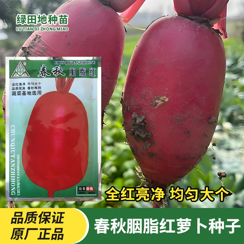 全兴春秋胭脂红萝卜种子