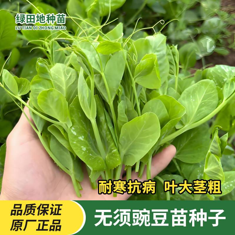 无须豌豆尖种子豌豆苗