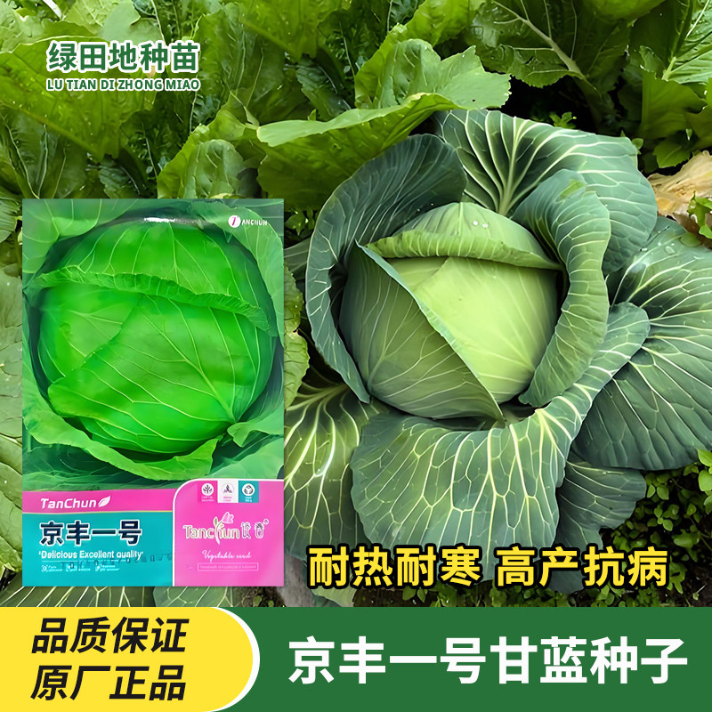 京丰一号甘蓝种子卷心菜