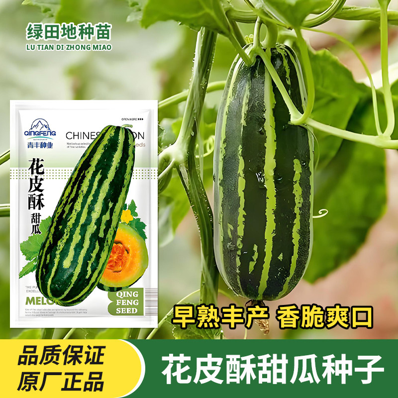 花皮酥甜瓜种子香瓜种籽