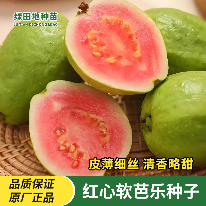 红心软芭乐种子软心红心番石榴种子巴乐红心果红心芭乐籽水果种子
