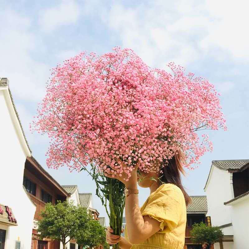 满天星花束干花装饰客厅新鲜节日礼物插瓶摆设网红云南鲜花真花