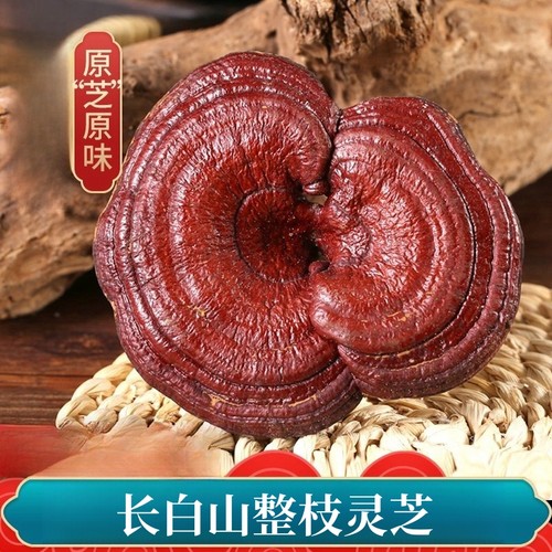 森美仁长白山灵芝赤灵芝