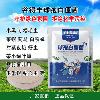 谷得丰球孢白僵菌 农用微生物菌剂小黑飞玉米螟蓟马蚜虫红蜘蛛