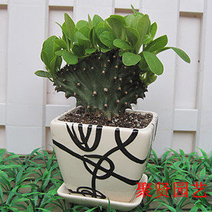 多肉植物仙人掌麒麟掌 麒麟扇带叶子桌面盆栽耐热耐晒净化空气吸