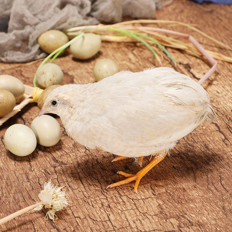 芦丁鸡活体桂花雀蓝胸鹌鹑产蛋受精蛋开口鹌鹑料小鸡饲料幼鸟细料|msdalam kategori haiwan peliharaan/makanan haiwan dan bekalan, Burung dan bekalan, burung - dari Buy2taobao.com untuk memberikan perkhidmatan ejen Taobao profesional membeli