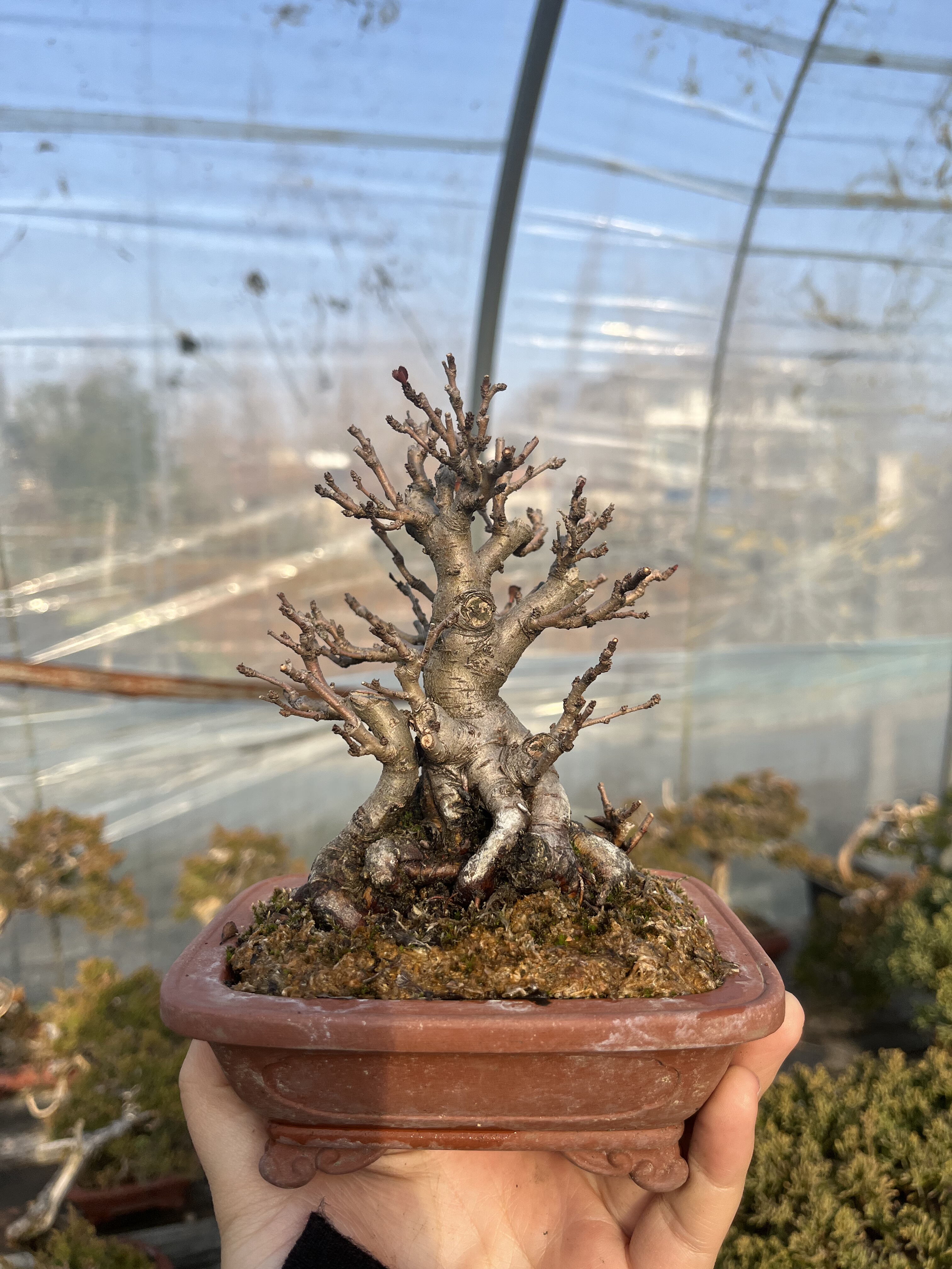 进口白花长寿梅老桩小品盆景盆栽 红花一号趣味阳台窗台植物盆栽