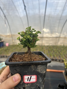 实拍进口初雪石化桧稀有名贵石化桧津山桧豆盆初雪小盆景一物一拍