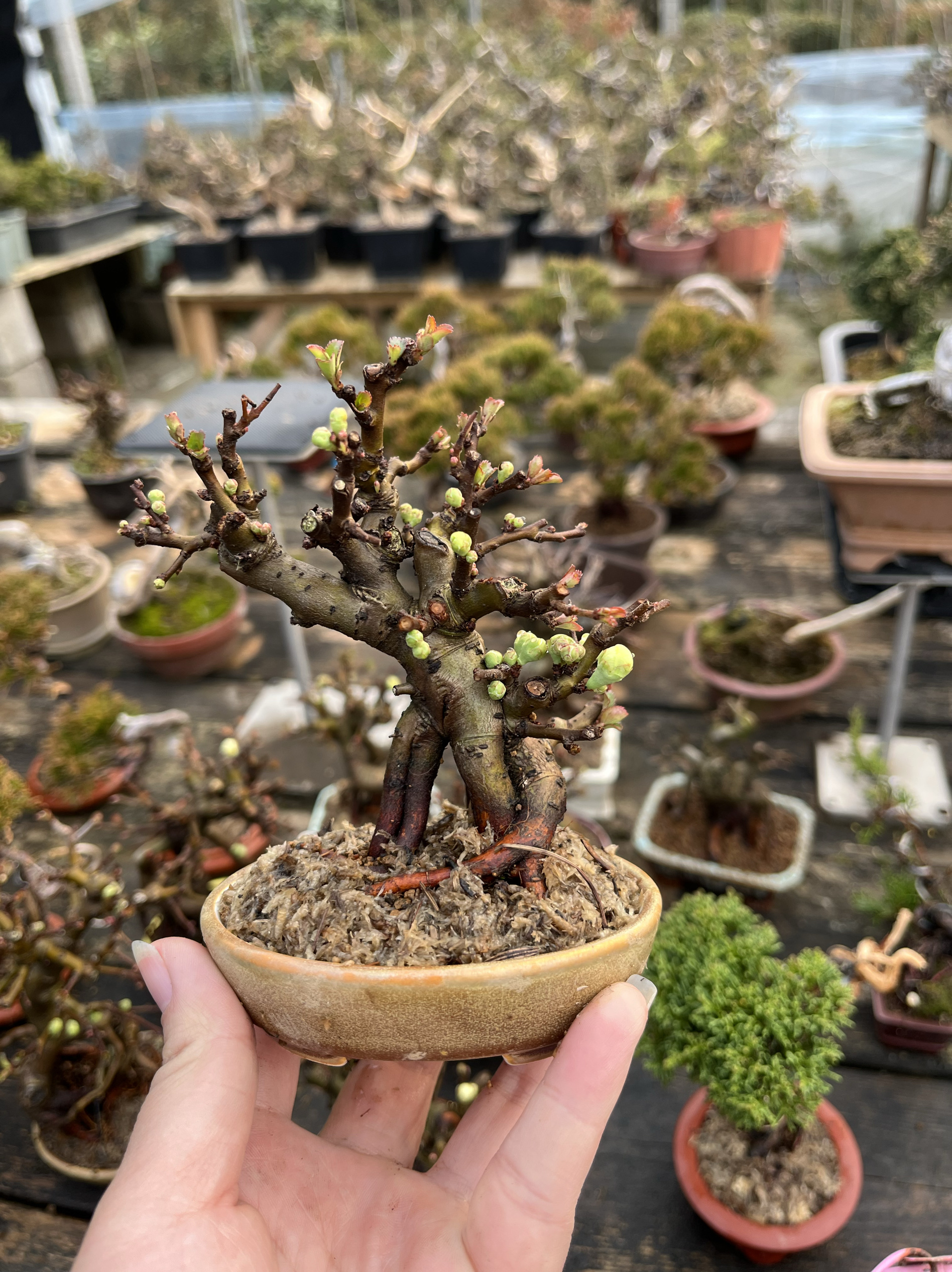 实拍白花长寿梅老桩小品盆景盆栽 趣味阳台窗台植物盆栽