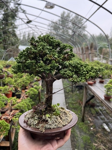 日本进口石化桧盆景 津山桧小品微型盆栽 石化桧四季常青一物一拍