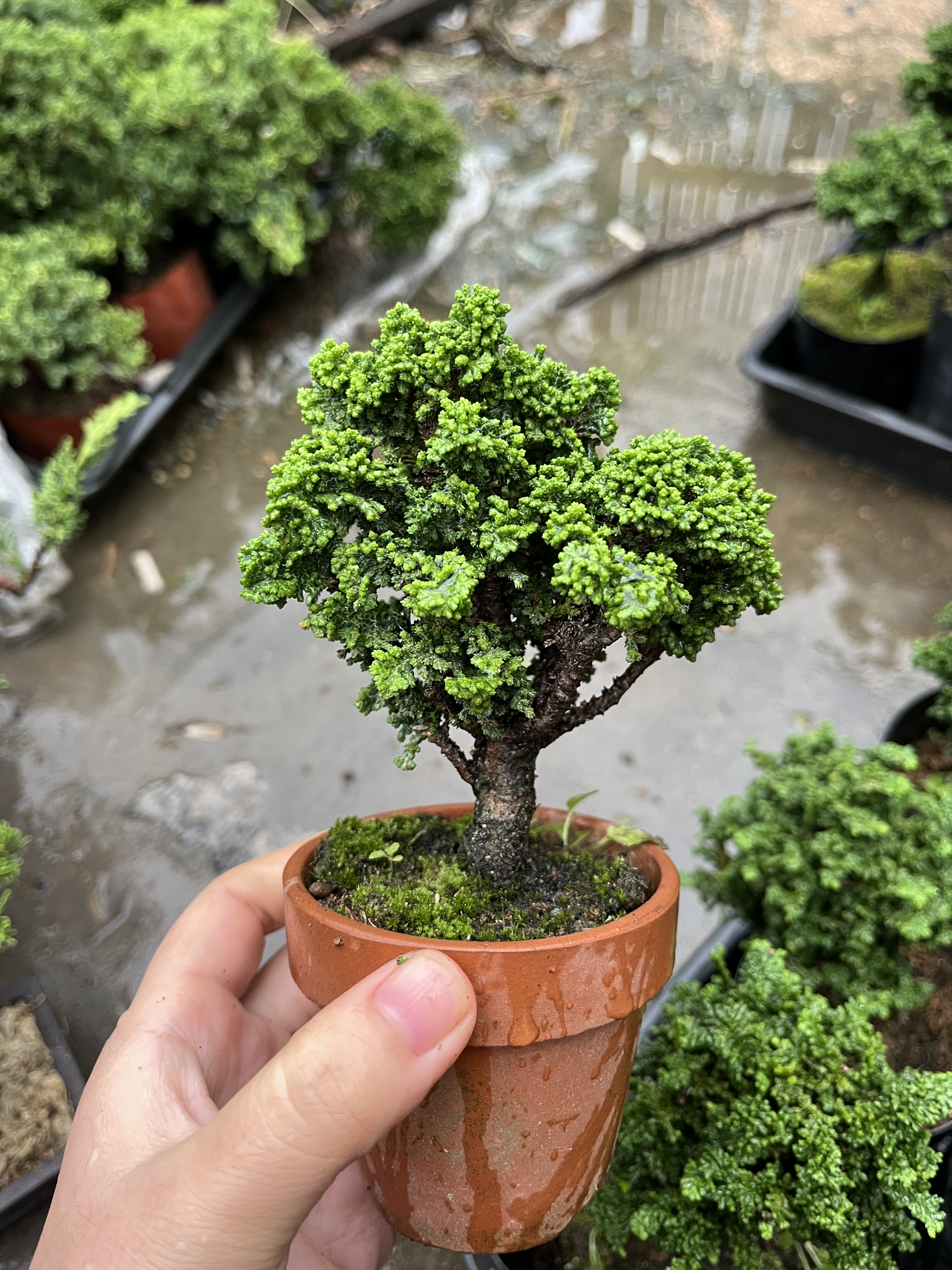日本进口石化桧盆景 石化雅小品微型盆栽 连山桧四季常青一物一拍