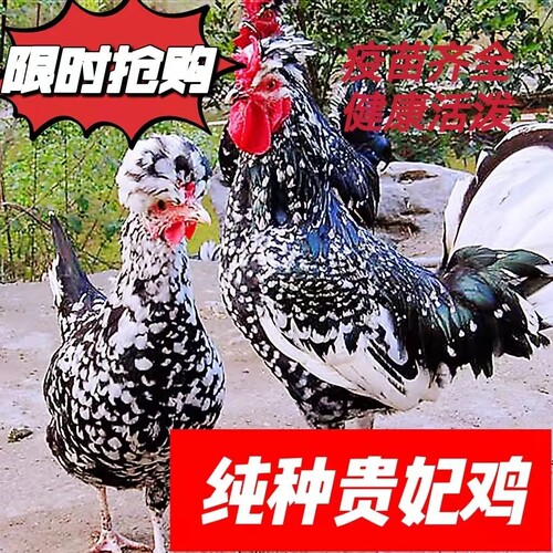 正宗纯种半大拖温贵妃鸡活苗观赏鸡苗贵妇鸡活苗包活包邮到家