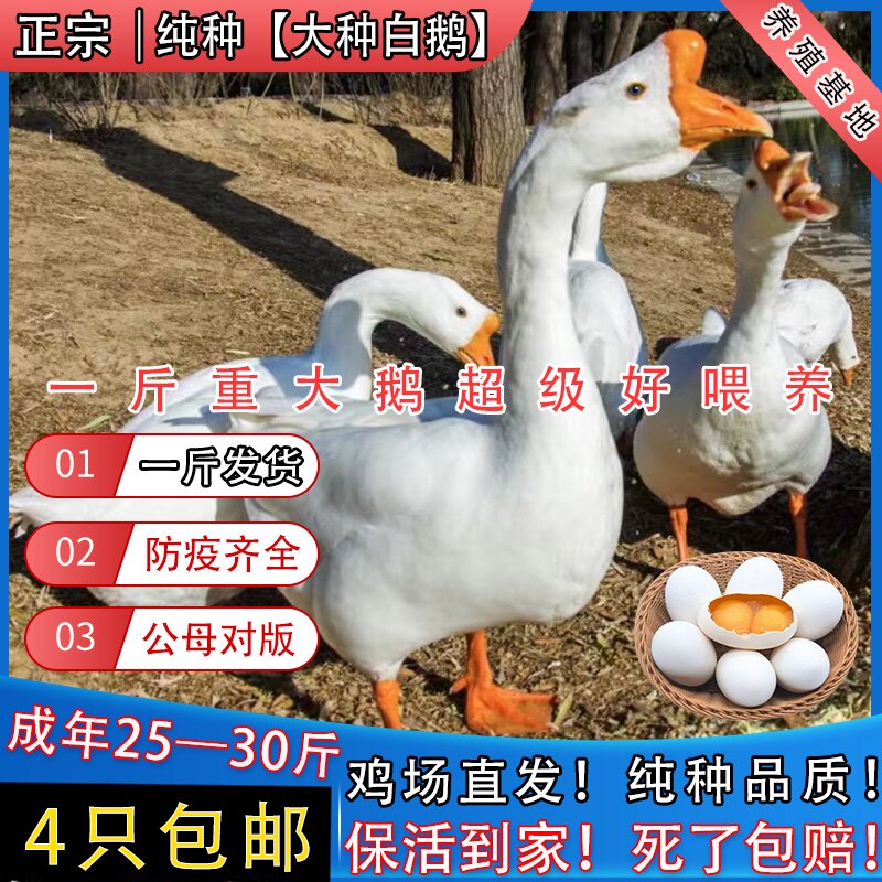 农家散养一斤大白鹅活苗大型白鹅苗三花鹅活苗大雁鹅苗高产蛋鹅苗