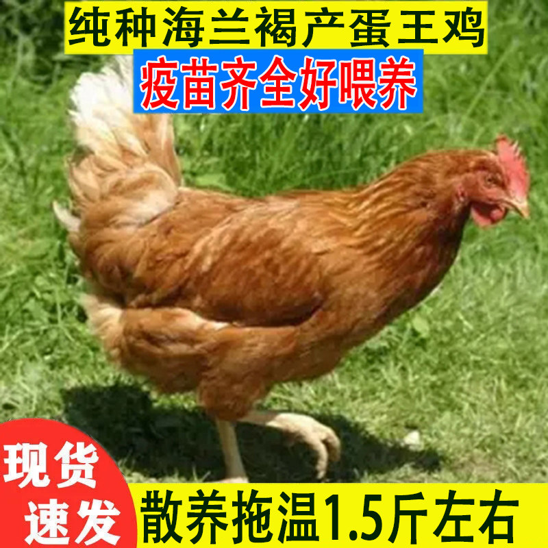 农家散养正宗海兰褐鸡活苗即将下蛋产蛋王青年活体土鸡苗包活到家