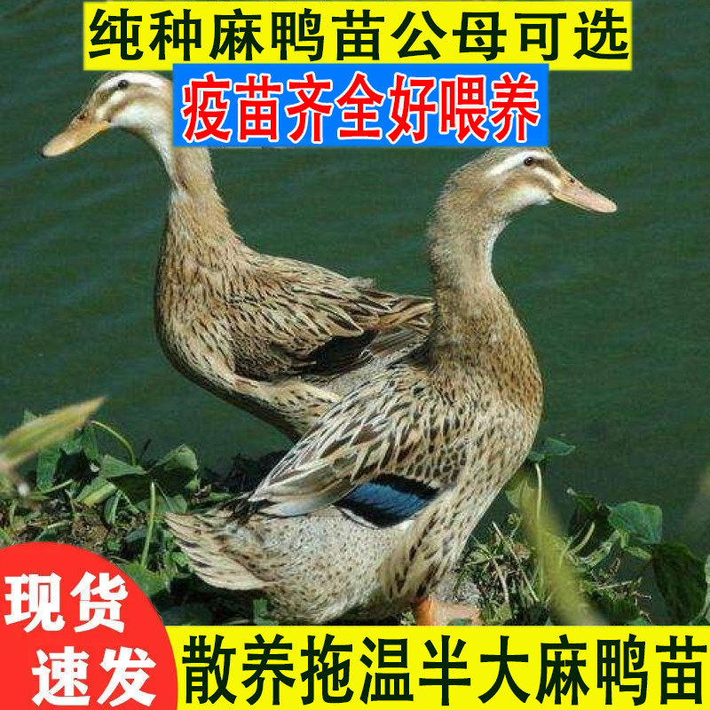 高产绿壳蛋麻鸭苗鸭活苗鸭子活苗鸭苗半大小鸭子水鸭苗家鸭活体