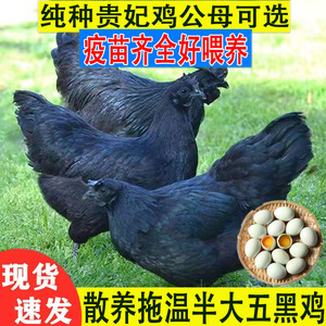 1斤青年五黑鸡半大拖温五黑鸡活苗绿壳蛋鸡苗乌骨鸡鸡活苗宠物鸡