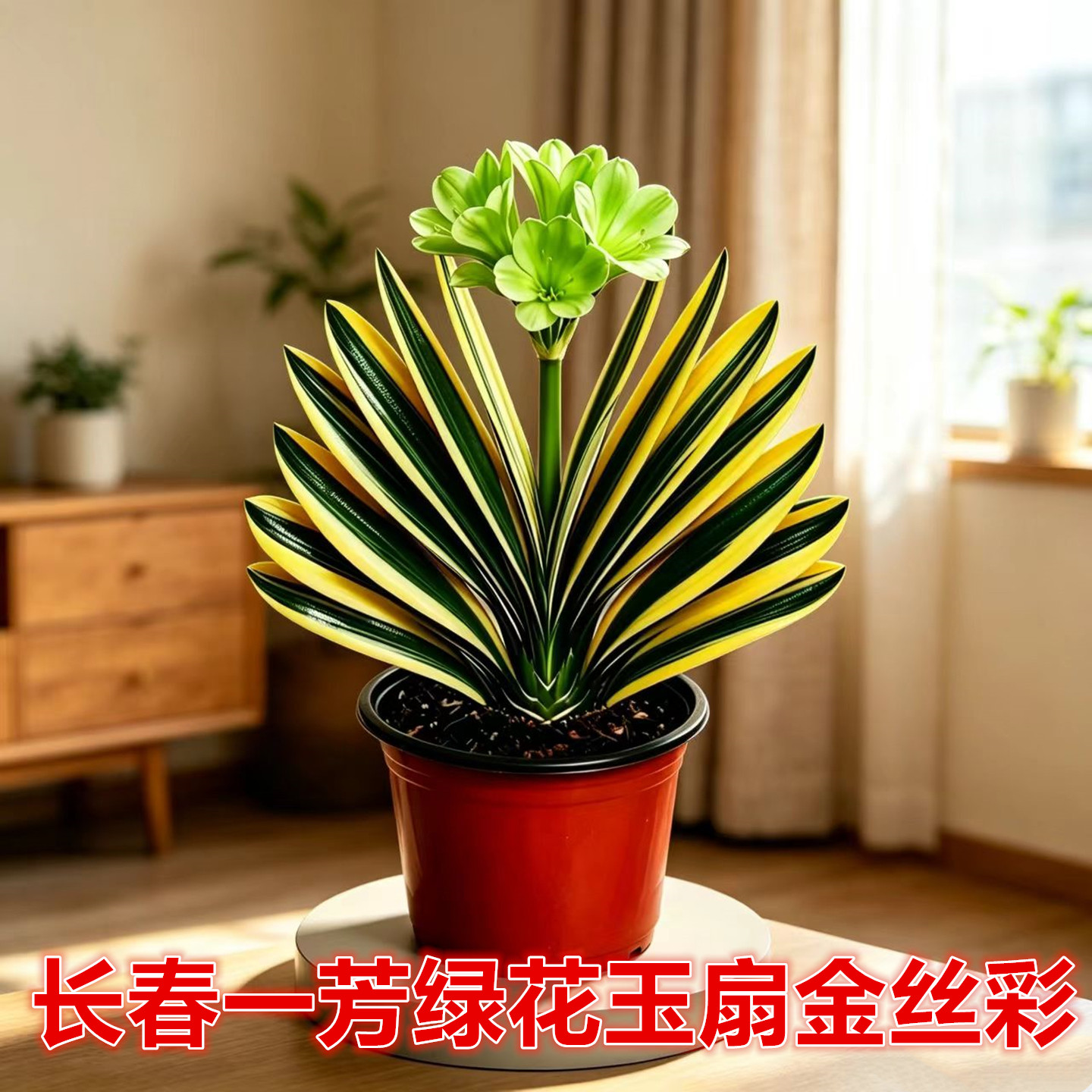 一芳君子兰小苗盆栽原盆土发货