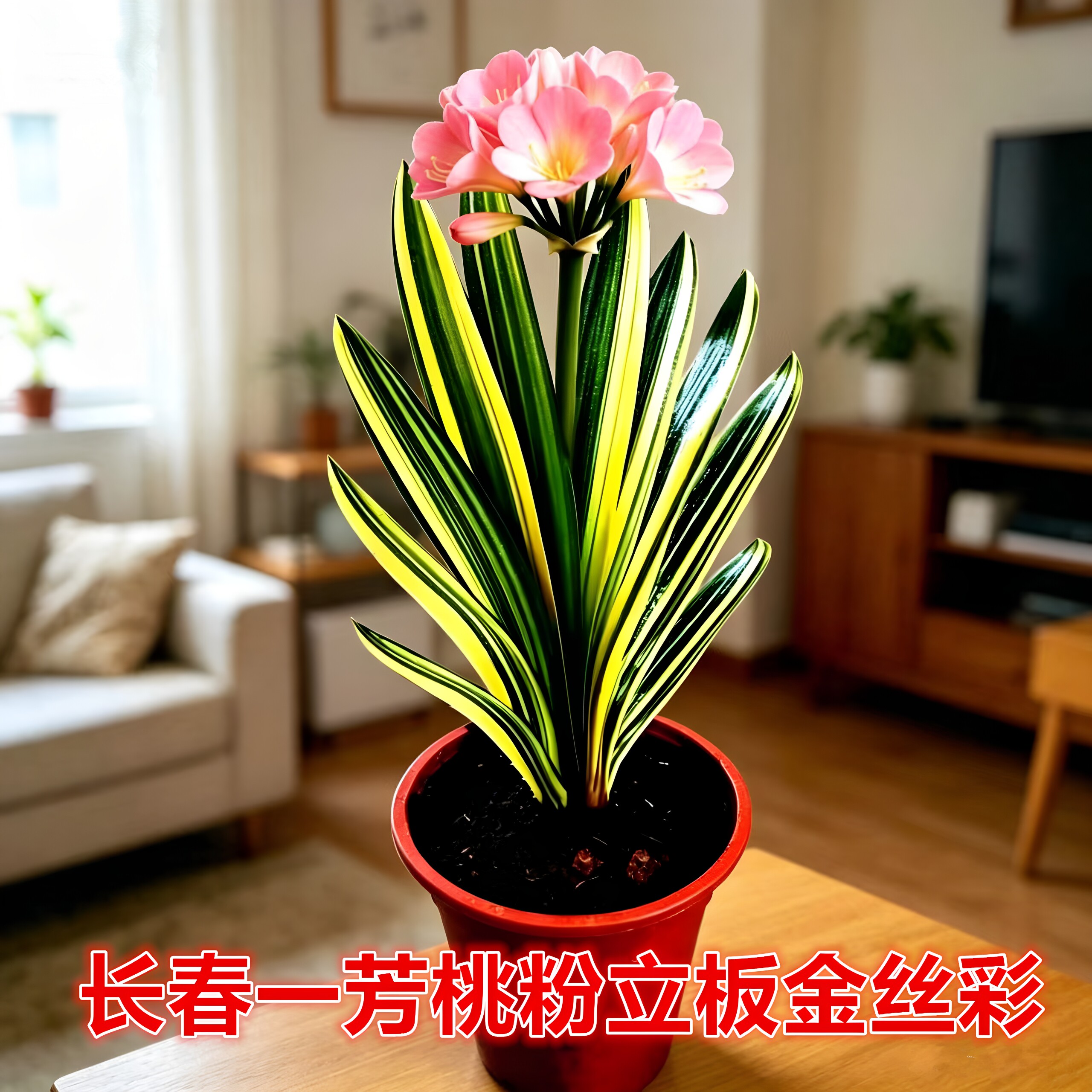 长春一芳精品桃粉立板金丝彩色君子兰小苗盆栽花卉绿植原盆土发货