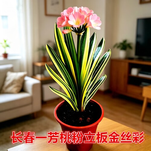 一芳桃粉彩色君子兰小苗原盆土