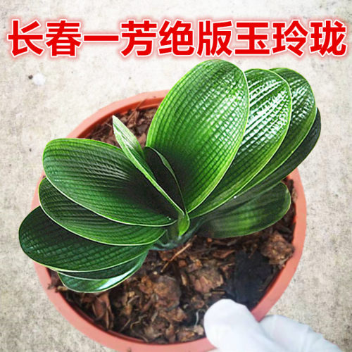 绝版玉玲珑麻脸宽短叶油匠君子兰