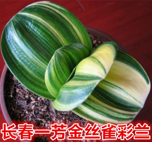 短叶福伦鸳鸯金丝一线天君子兰