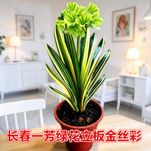 长春一芳精品绿花立板金丝彩色君子兰小苗盆栽花卉绿植原盆土发货