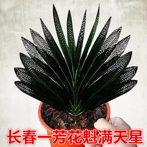 长春精品君子兰麻脸油匠短叶高端