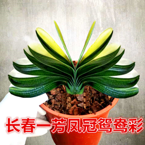 长春君子兰鸳鸯彩兰宽短叶精品