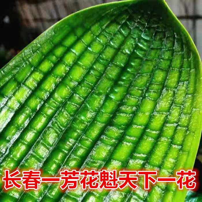 长春精品君子兰高端小苗蜡膜花脸钢板立板一花短叶高蜡技师盆栽绿