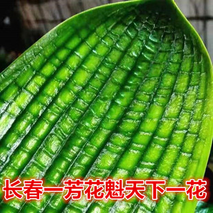 长春精品君子兰高端小苗蜡膜花脸钢板立板一花短叶高蜡技师盆栽绿