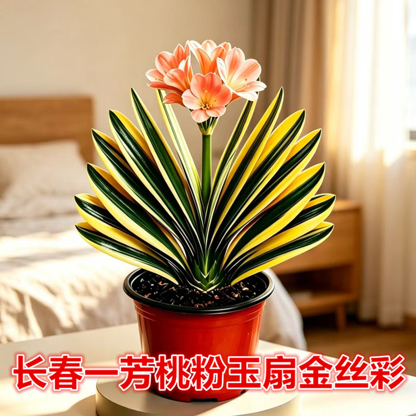 一芳彩色君子兰小苗原盆土盆栽