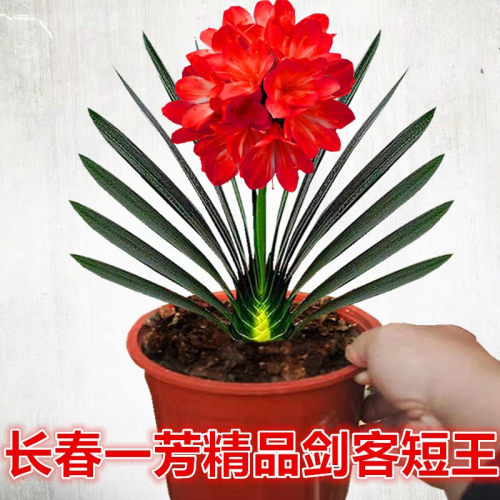 长春精品君子兰技师油匠坑纹麻脸