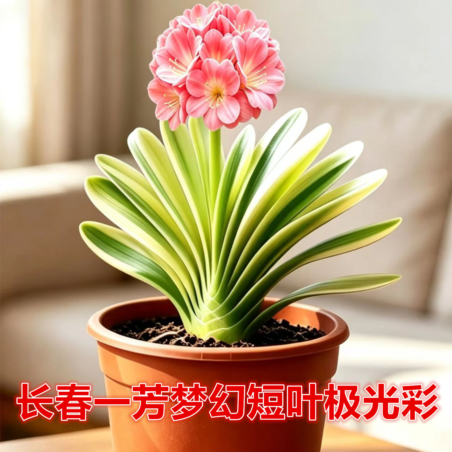 一芳梦幻极光金丝君子兰小苗