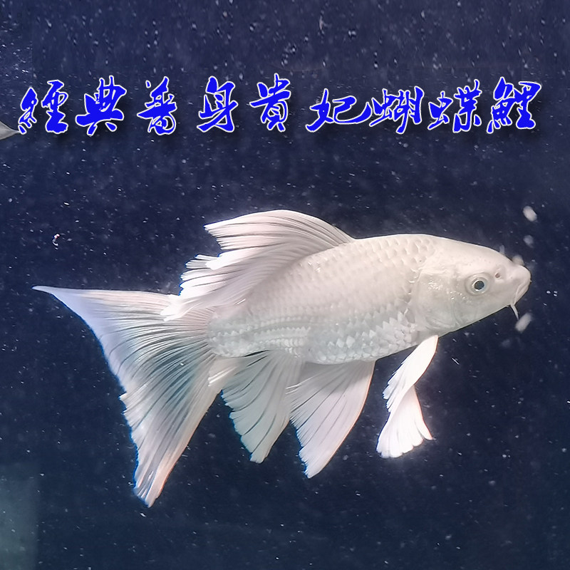 纯种台湾长身龙凤蝴蝶鲤长尾贵妃白金蝴蝶鲤广温观赏鱼活体包邮
