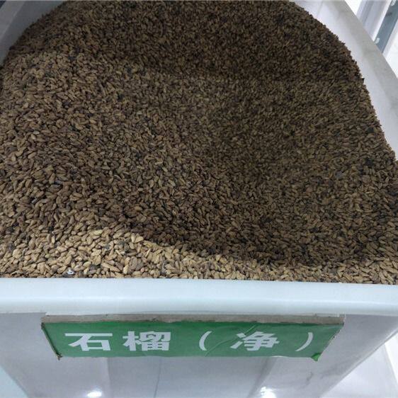 散装出售石榴种子 石榴树种子 果树种子 红皮石榴种子 黄皮石榴种
